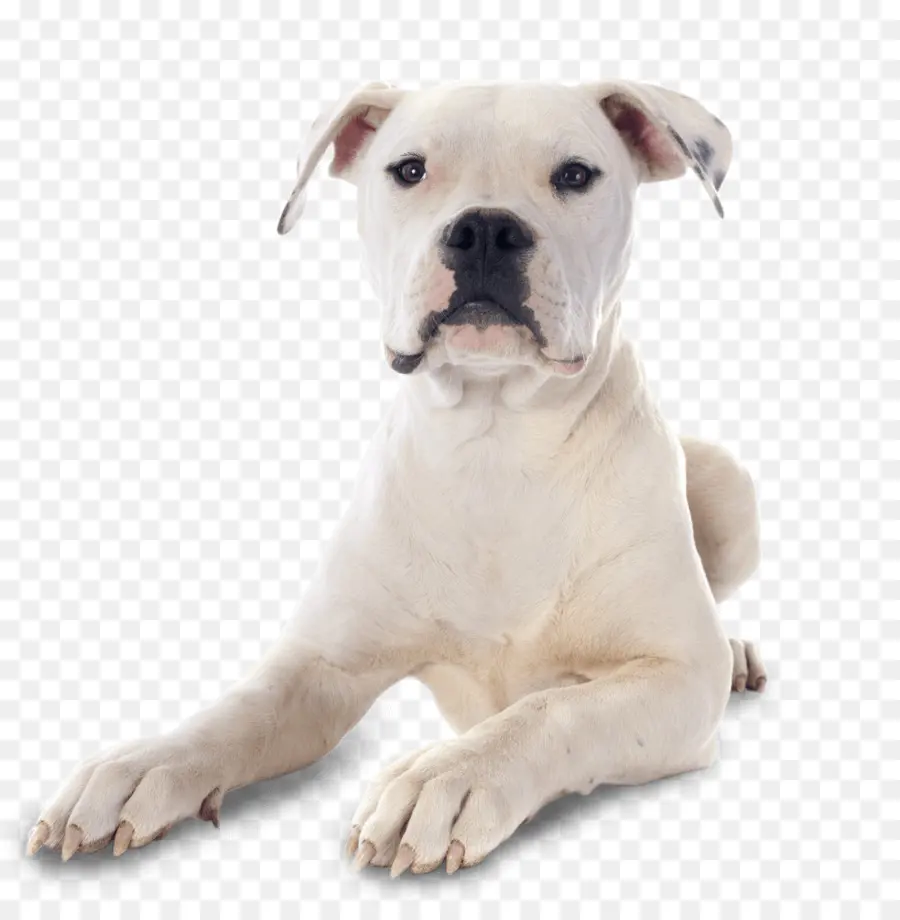 Perro Blanco，Mascota PNG