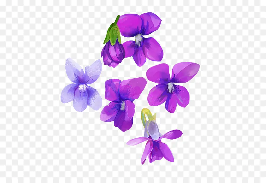 Flores Moradas，Púrpura PNG