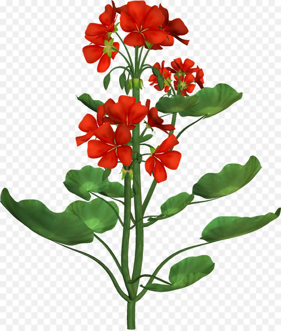 Flor，Ilustración Botánica PNG