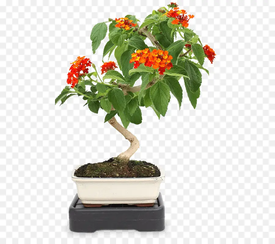 Bonsai，Planta De Interior PNG