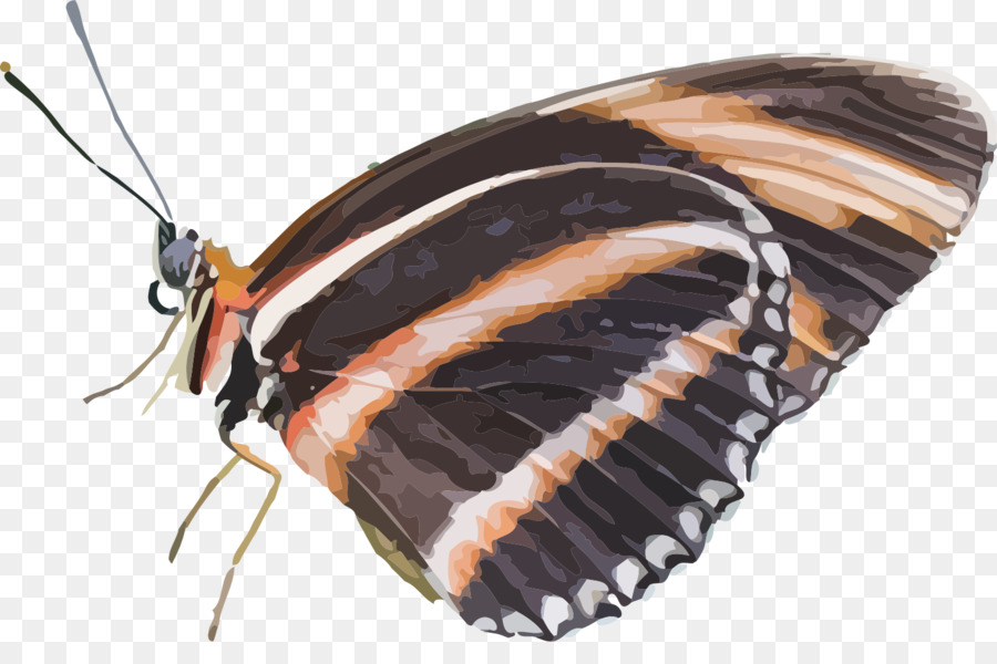 Mariposa Marrón，Alas PNG