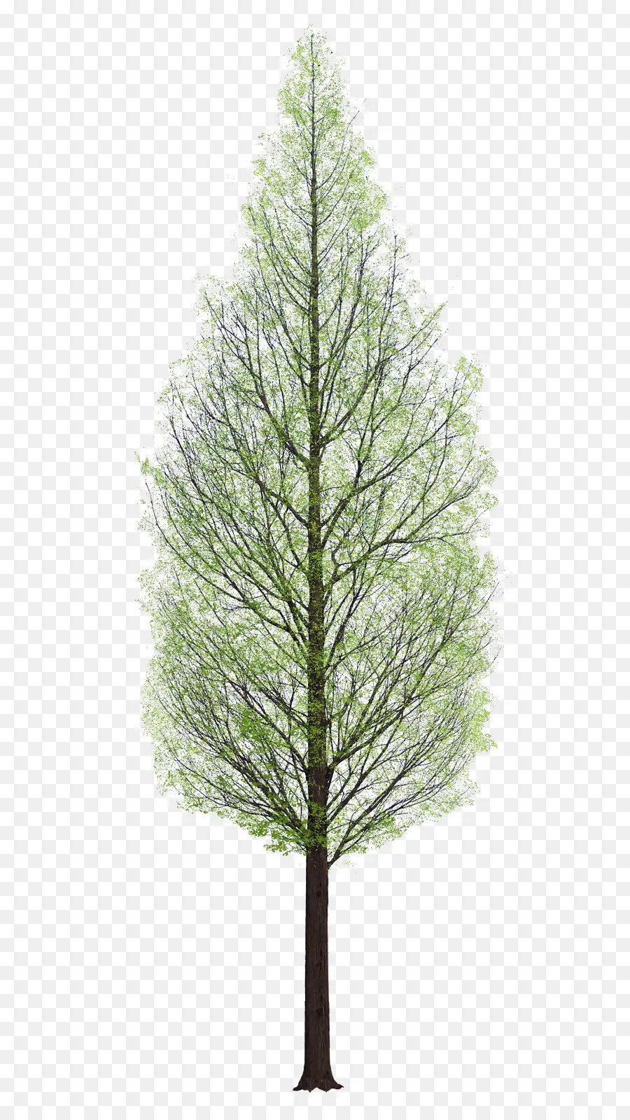 árbol，La Arquitectura PNG