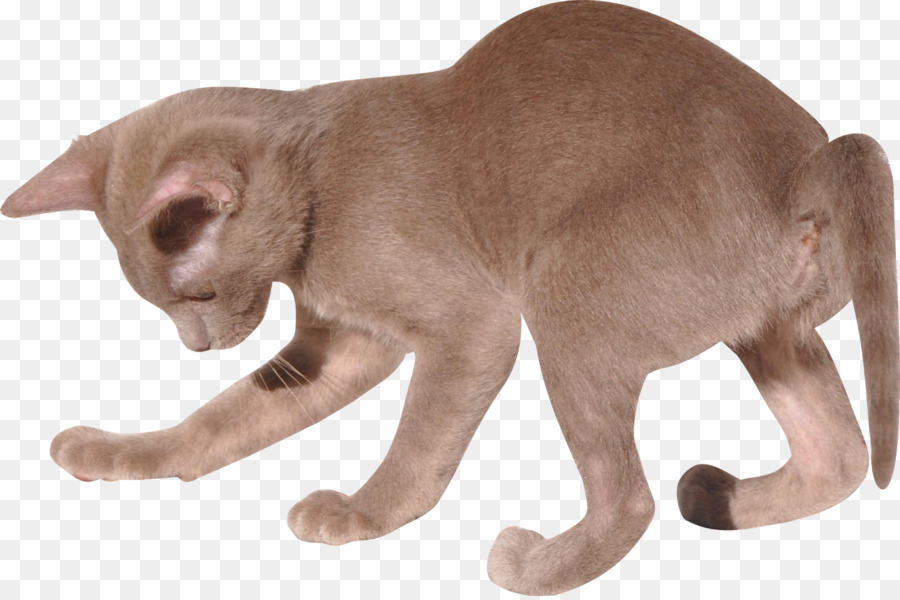 Gato Birmano，Oriental Shorthair PNG