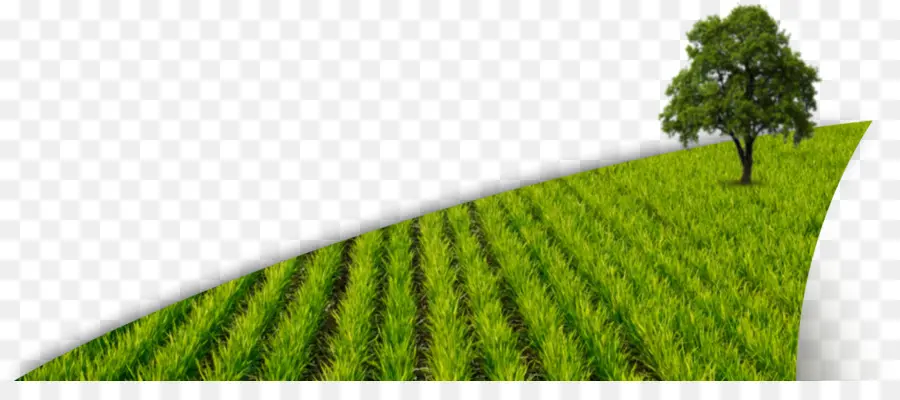 Campo De Arroz，Los Cultivos PNG