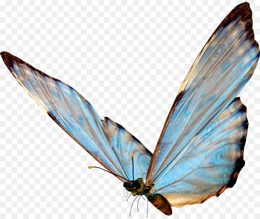 Mariposa，Pegatina PNG