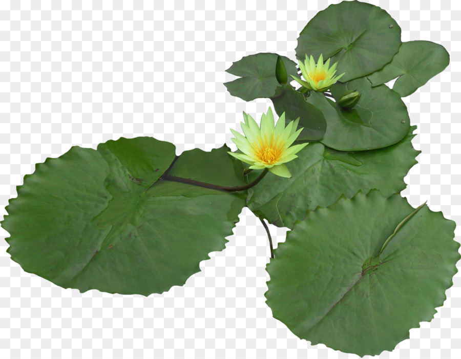 Iconos De Equipo，Nelumbo Nucifera PNG