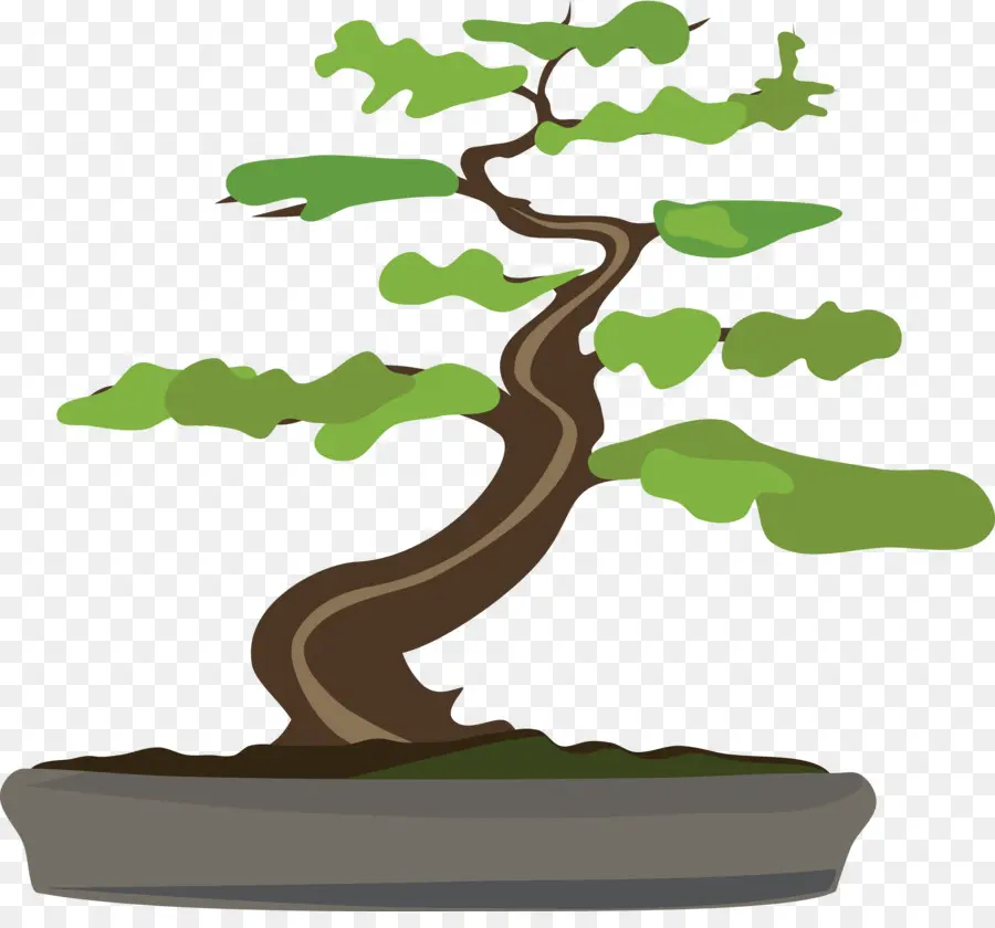 Bonsai，Larix Decidua PNG