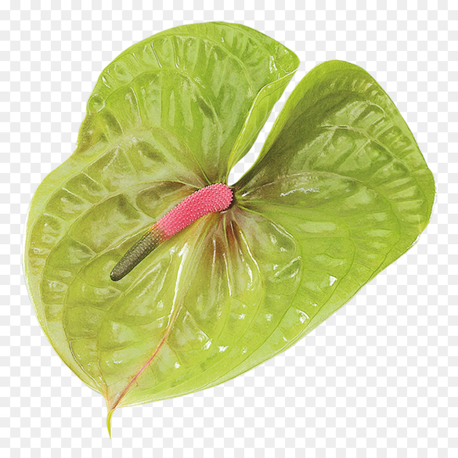 Laceleaf，Flor PNG