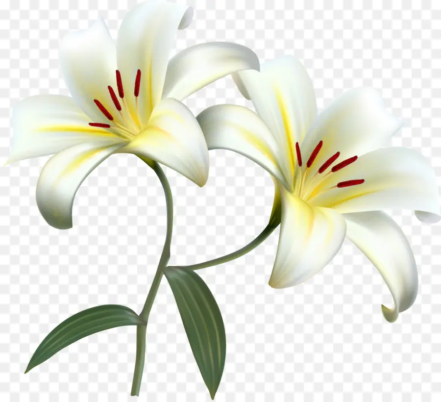 Lilium Candidum，Lirio De Pascua PNG