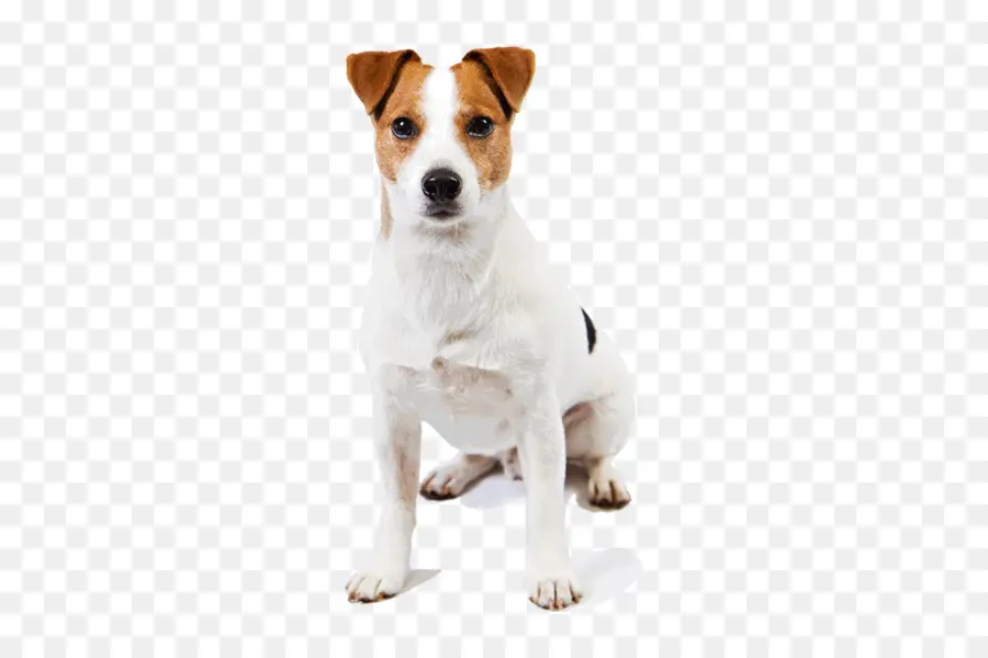 Jack Russell Terrier，Parson Russell Terrier PNG