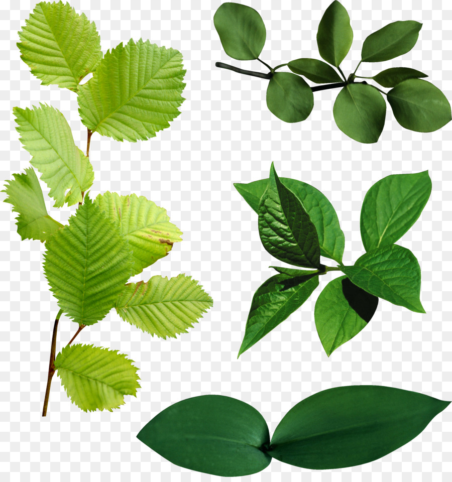 Hojas Verdes，Planta PNG