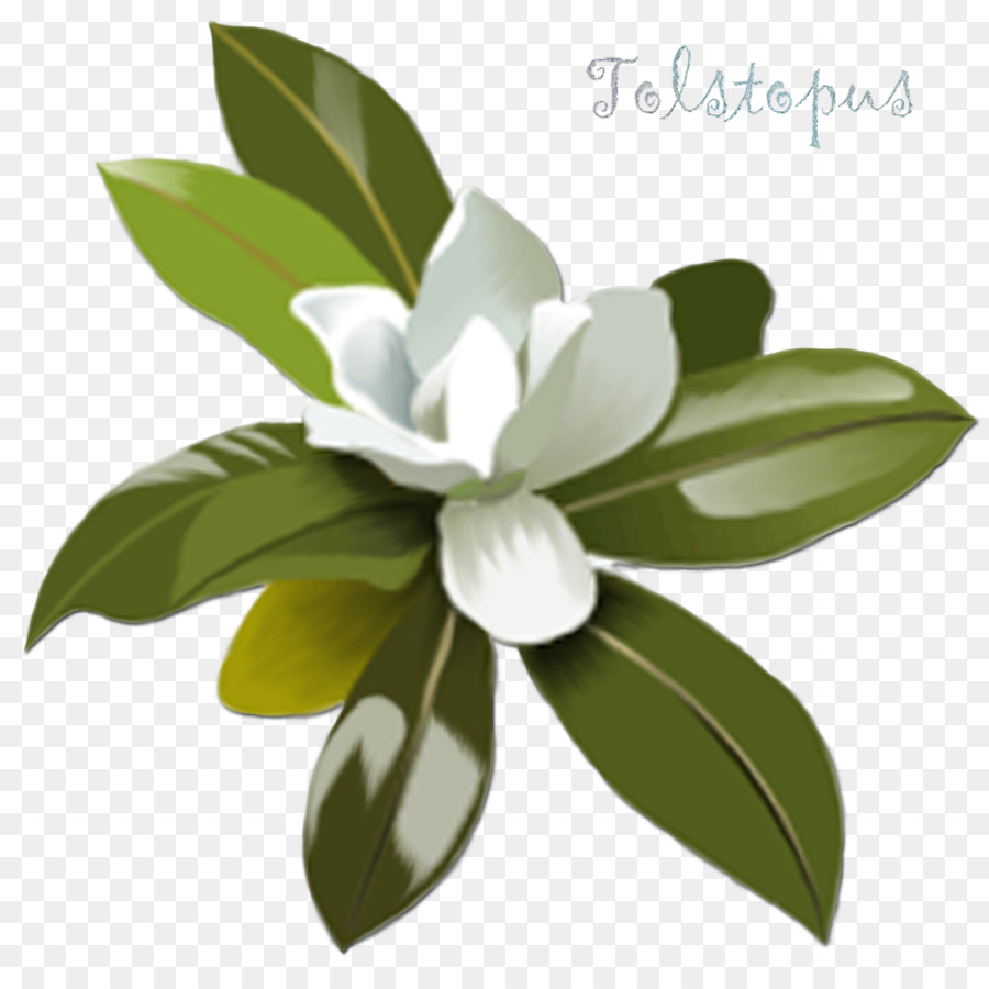 Flor Blanca，Hojas Verdes PNG