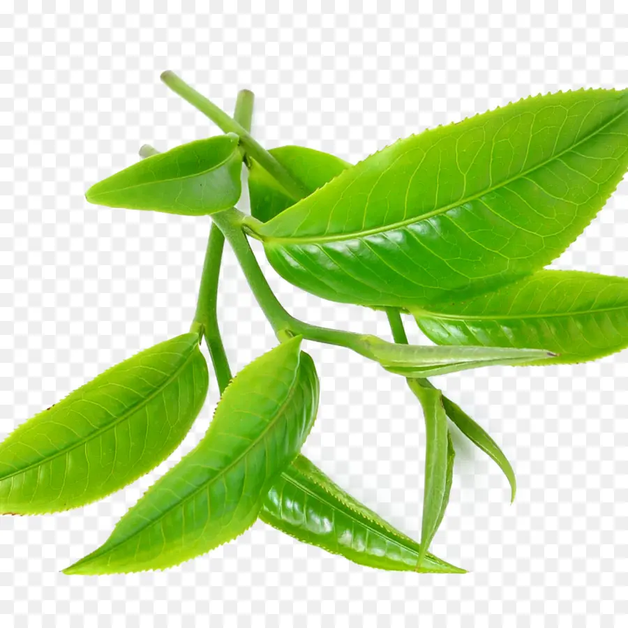 Té，Té Verde PNG