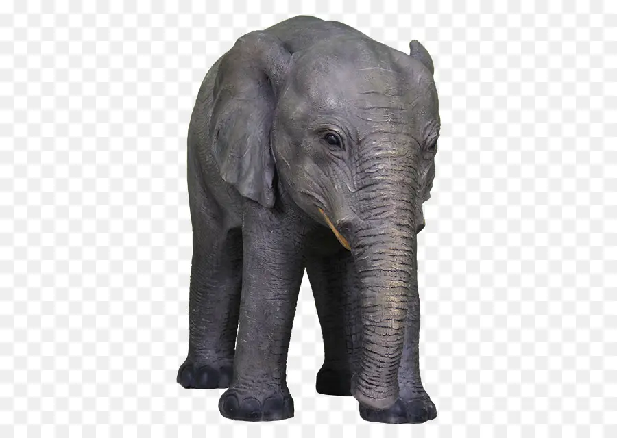 Elefante Indio，El Elefante Africano PNG