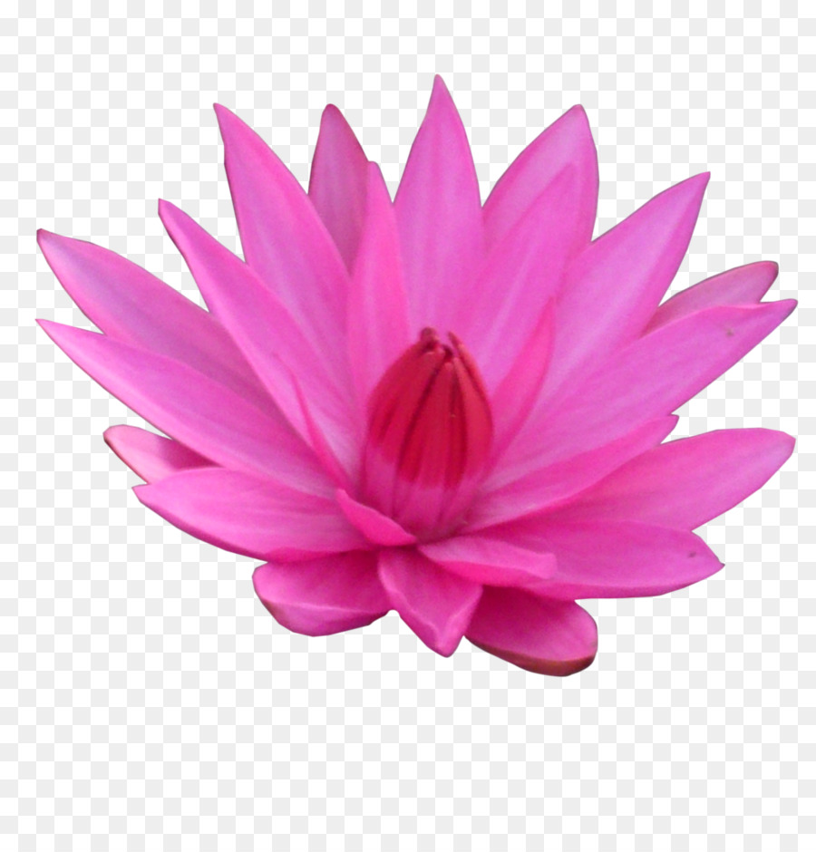 Loto Rosa，Floración PNG