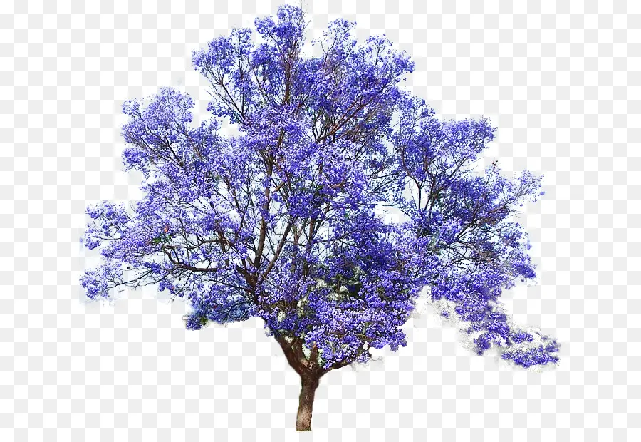 Jacaranda Mimosifolia，La Emperatriz árbol PNG