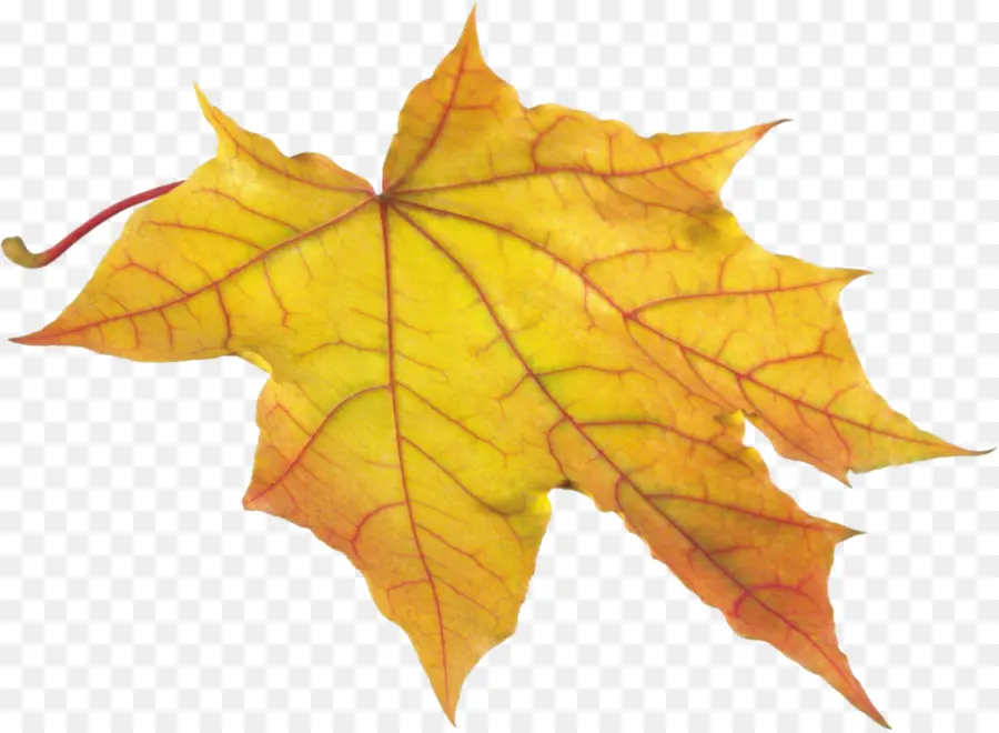 Hojas De Otoño，Hojas PNG