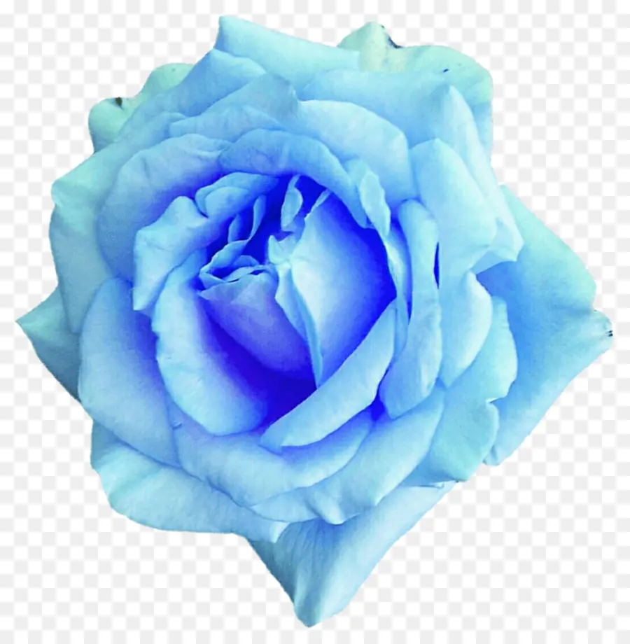 Rosa Azul，Floración PNG