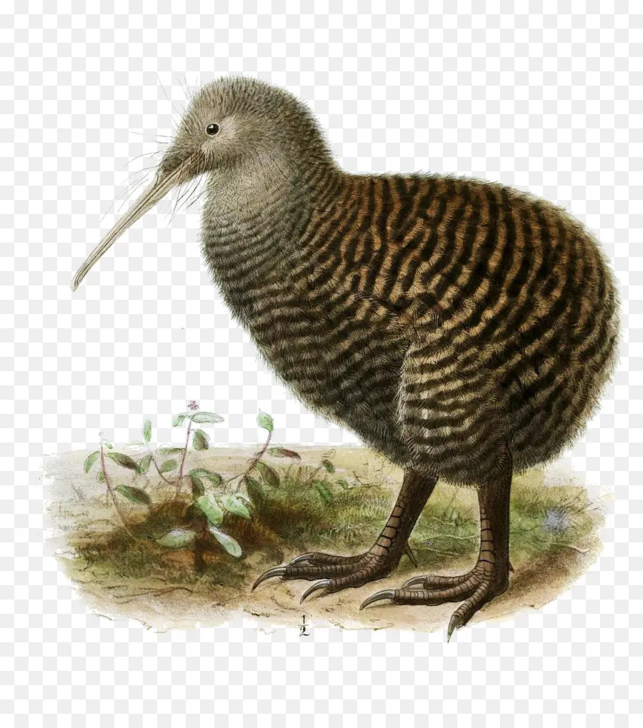 Pájaro Kiwi，Realista PNG