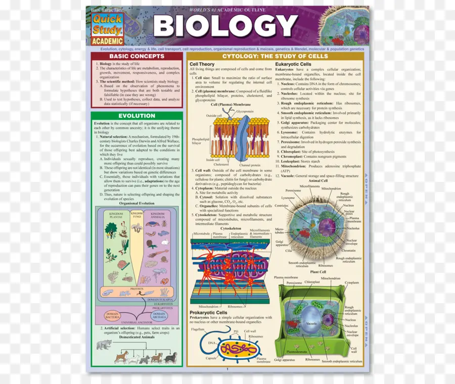 Biología，Principios De Biología PNG