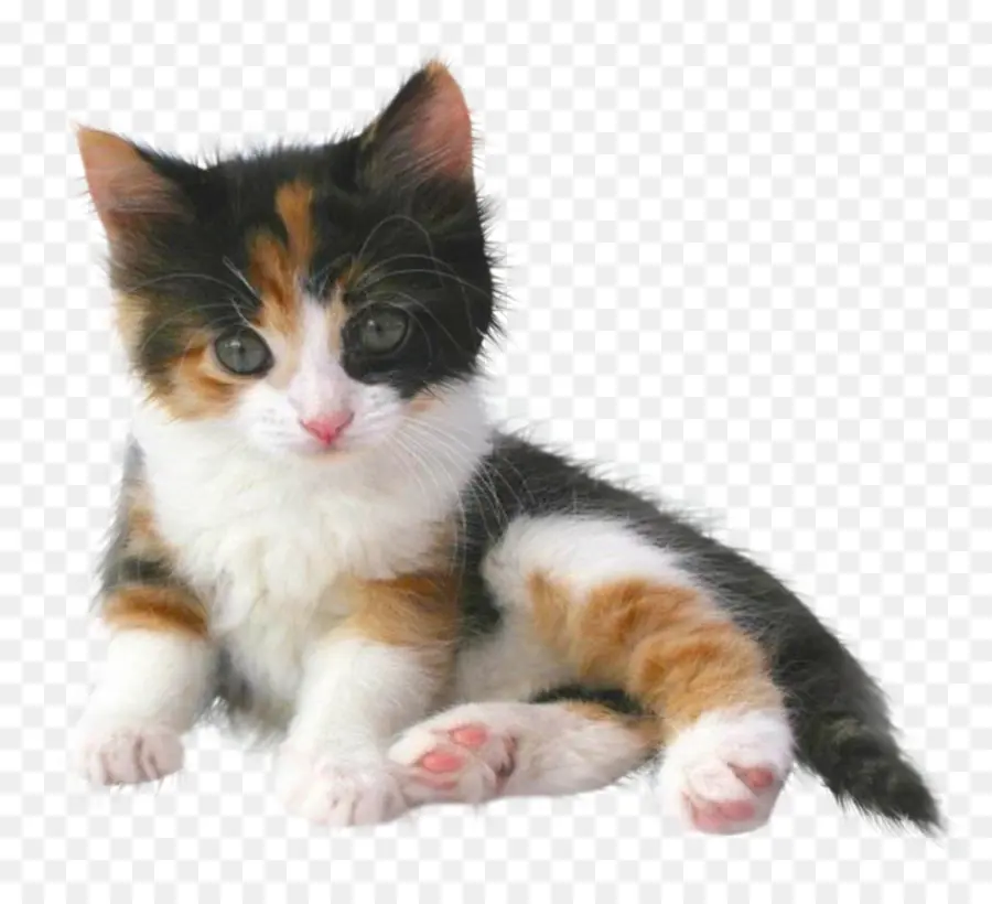 Gato Persa，Gatito PNG