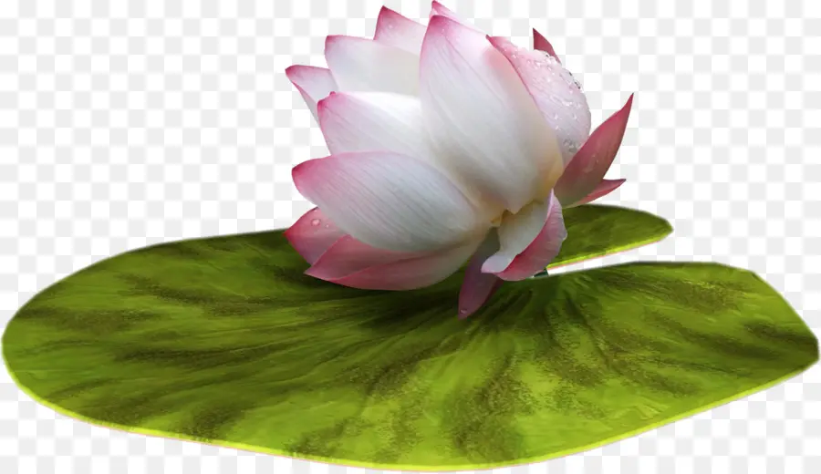 Nelumbo Nucifera，Flor PNG