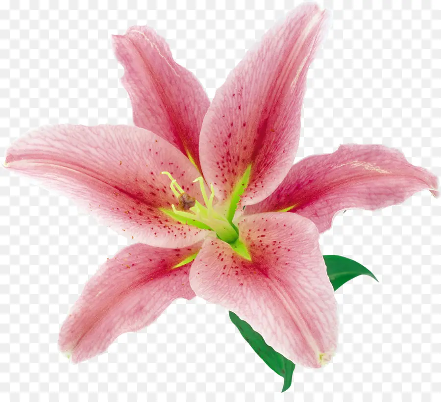 Flor，Lilium PNG