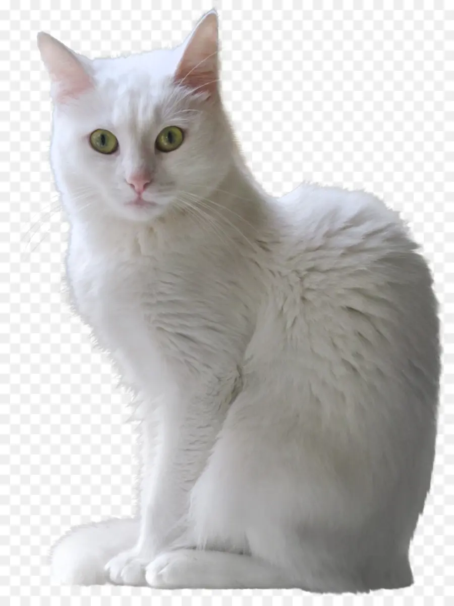 Ragdoll，Angora Turco PNG