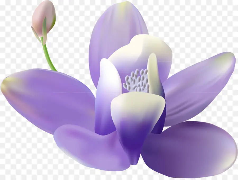 Flor Morada，Florecer PNG