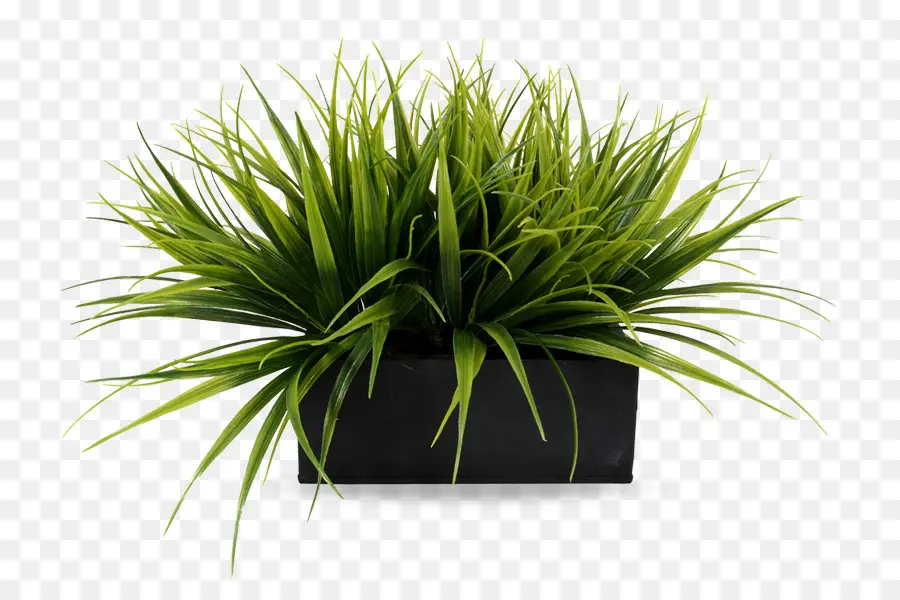 Planta，Verdor PNG