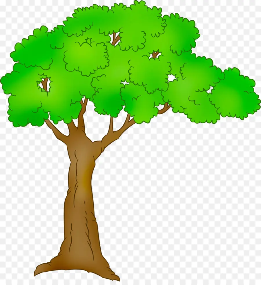 árbol，Planta PNG