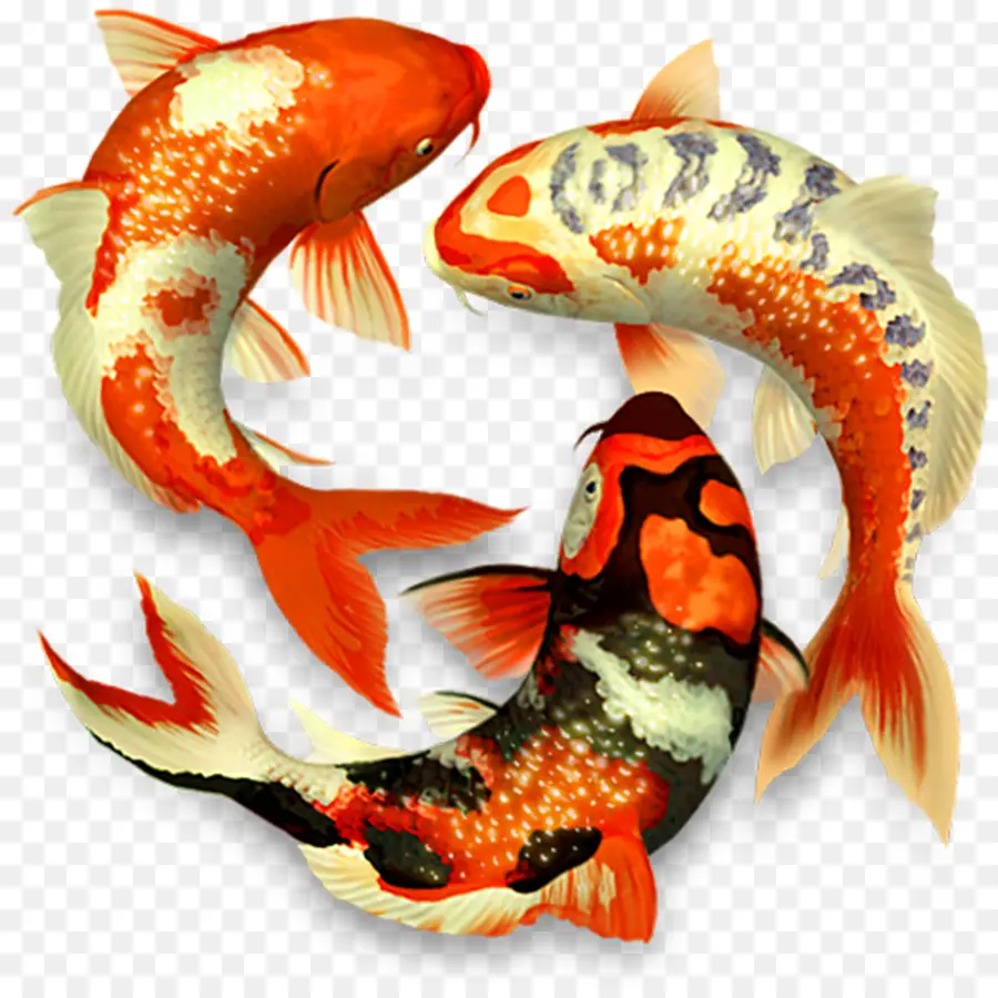 Koi，Estanque De Peces Koi PNG