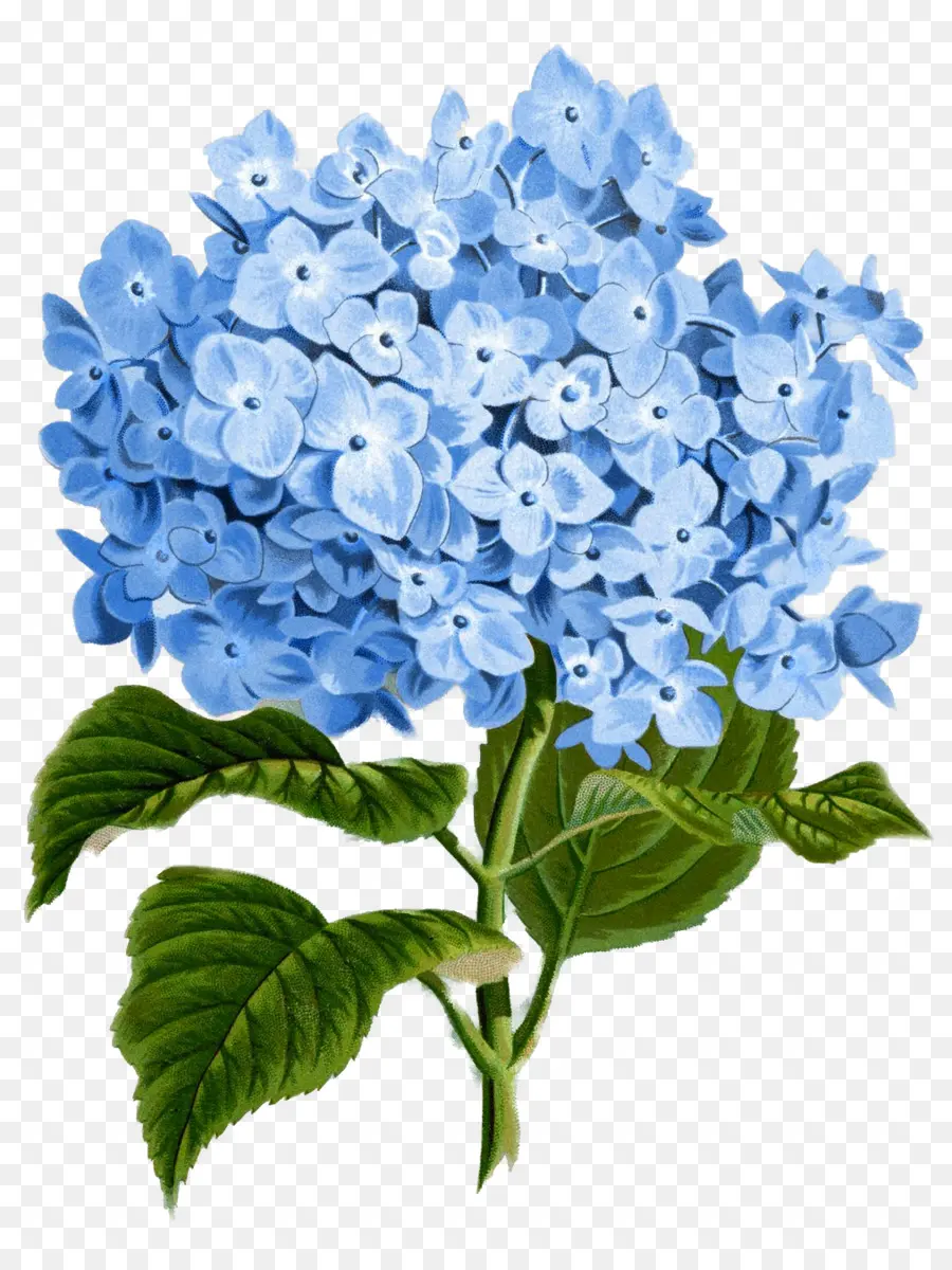 Hortensia De Hoja De Roble，Impresión PNG