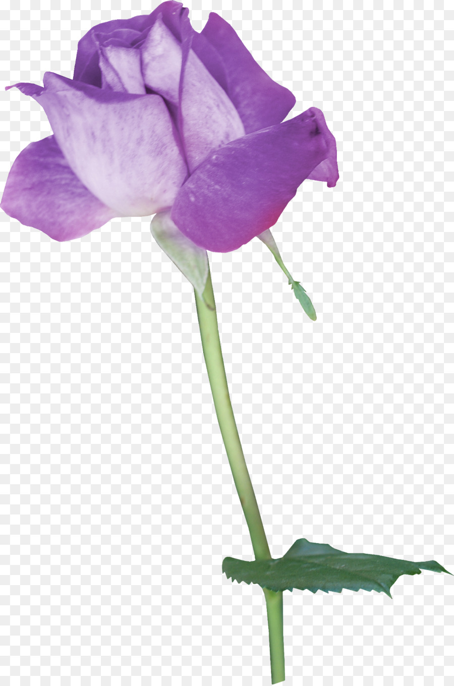 Papel，Flor PNG