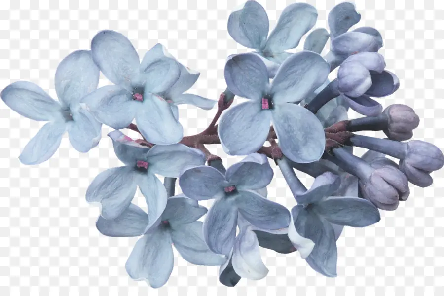 Flores Lilas，Floración PNG