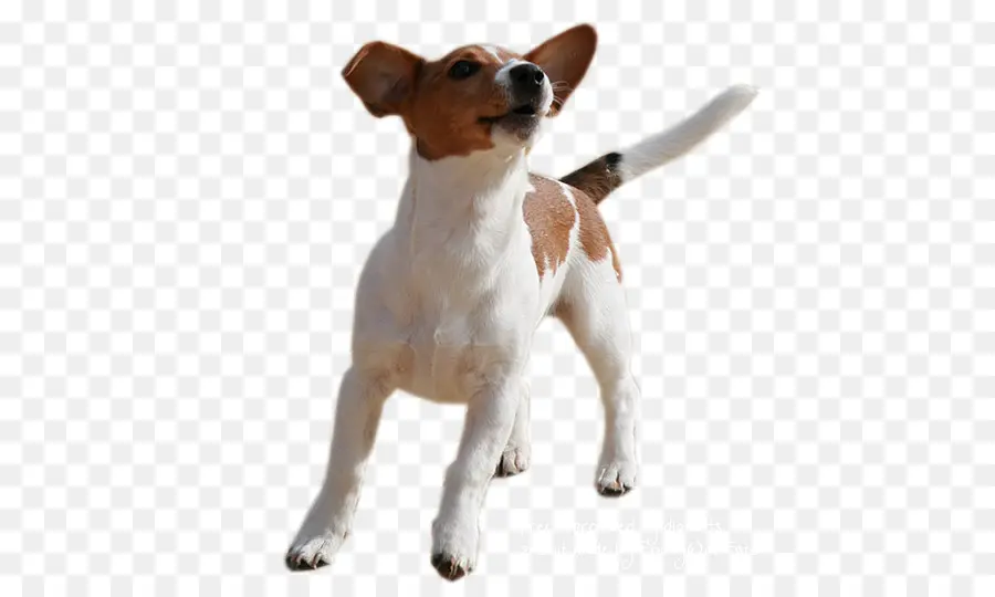 Perro，Mascota PNG