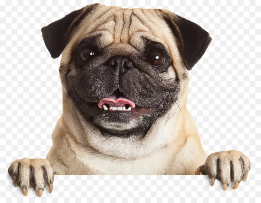 Pug，Cachorro PNG