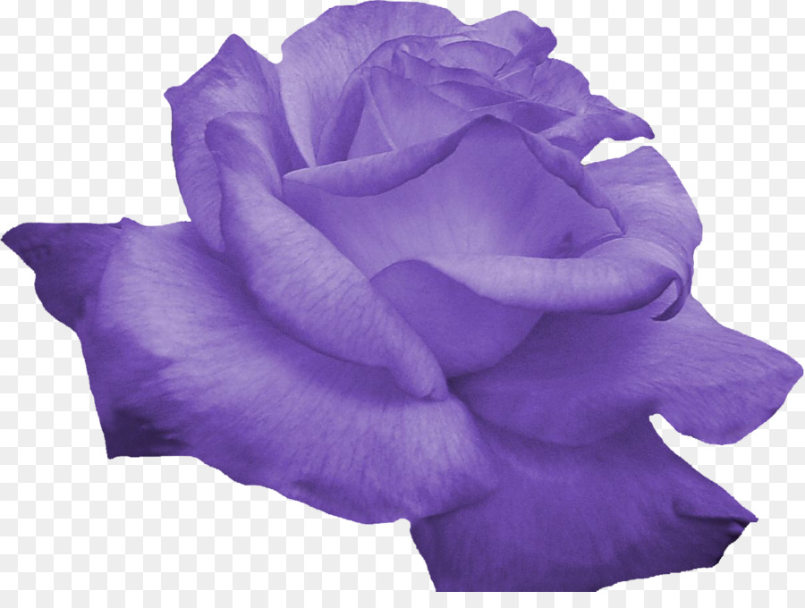 Flor，Púrpura PNG