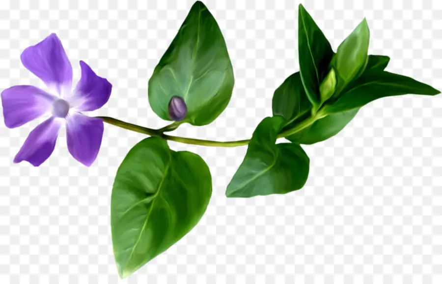 Flor Morada，Hojas Verdes PNG