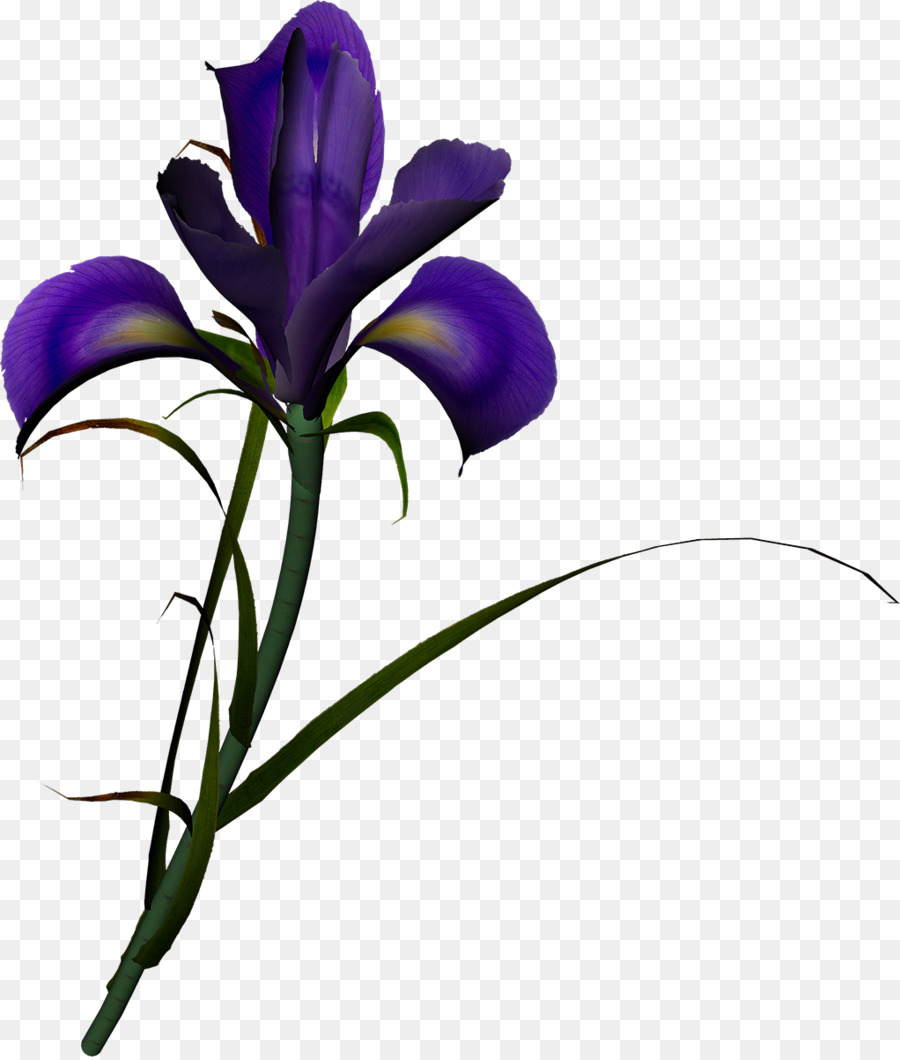 Flor，Iris PNG