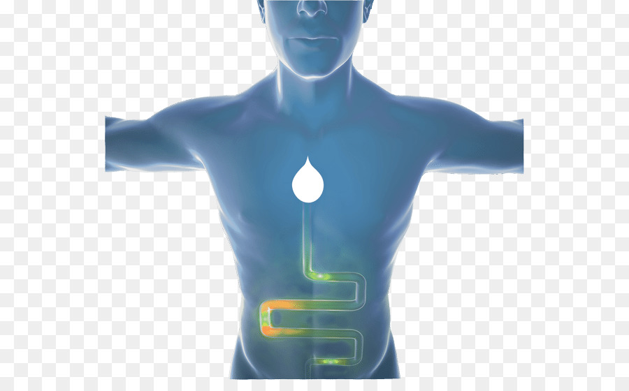 El Homo Sapiens，Cuerpo Humano PNG