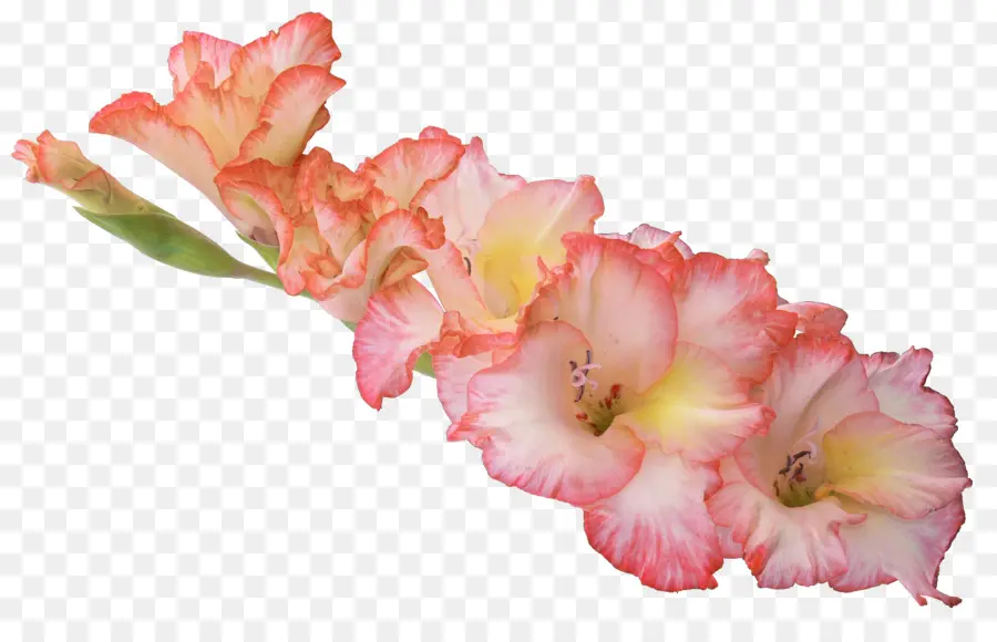 Flores Rosadas Y Blancas，Pétalos PNG