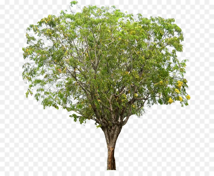 Dígale A，árbol PNG