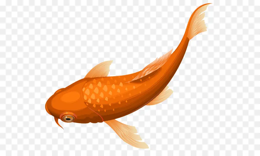 Koi，Mariposa Koi PNG