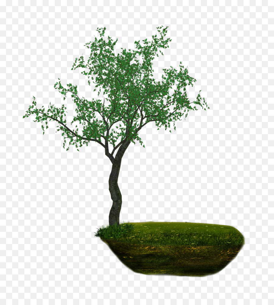 Árbol，Verde PNG