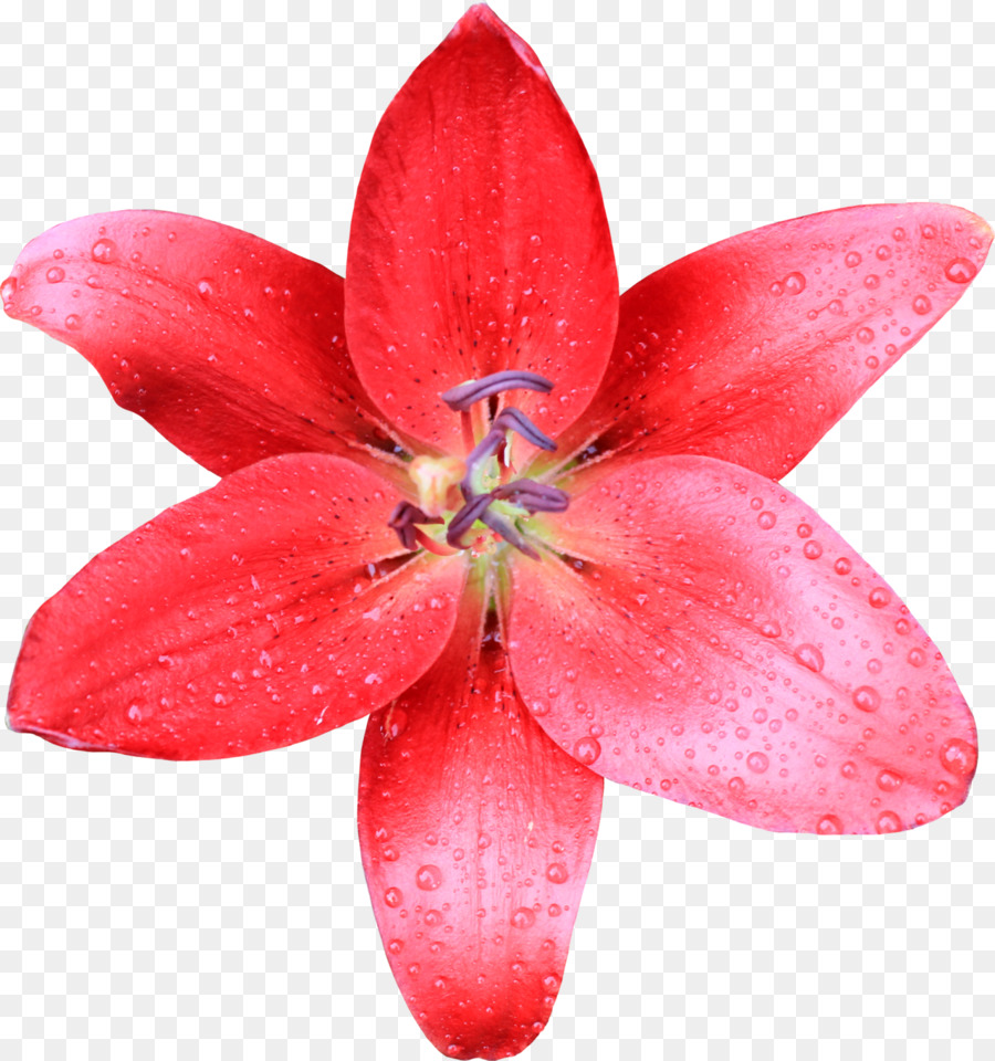 Lilium，Fondo De Escritorio PNG