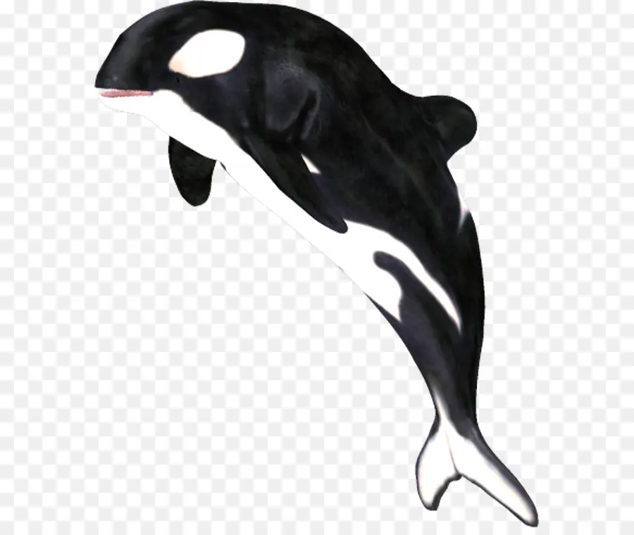 Orca，Ballena PNG