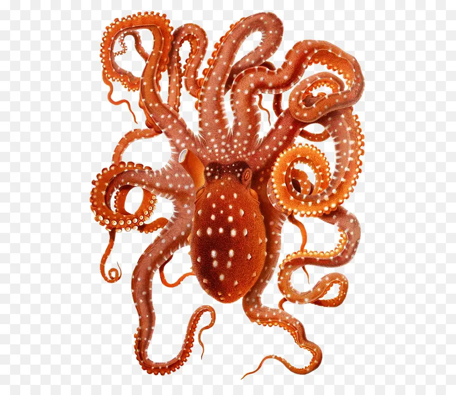 Pulpo，Tentáculos PNG