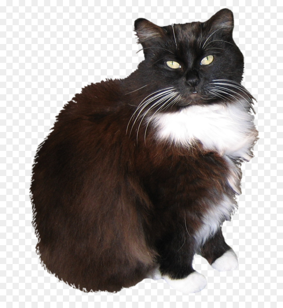 The Ragamuffin Gato，Manx Cat PNG