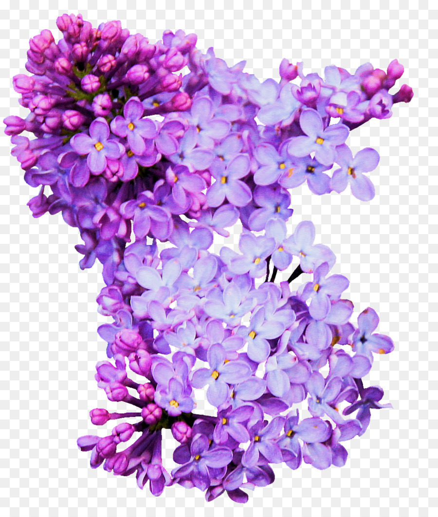 Flores Lilas，Florecer PNG